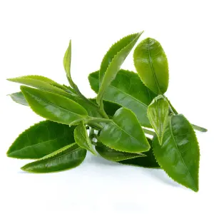 VittaBurn Ingredients